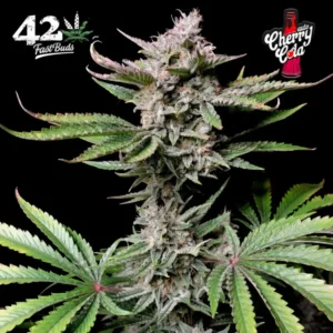 CHERRY COLA AUTO X5
