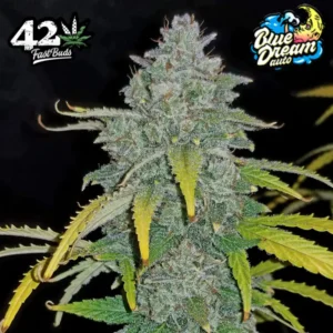 BLUE DREAM AUTO x5
