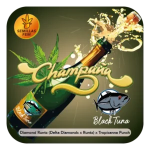 CHAMPAÑA x5