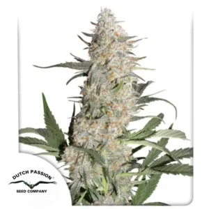 CRITICAL ORANGE PUNCH