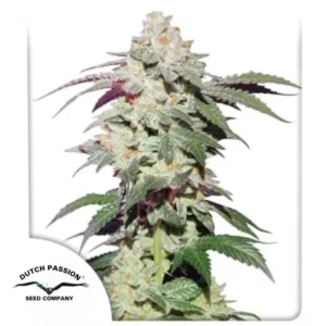 SKYWALKER HAZE