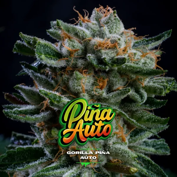 Auto Gorilla Piña - BSF - Imagen 3