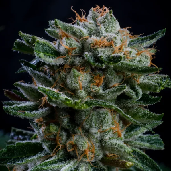 Auto Gorilla Piña - BSF - Imagen 4