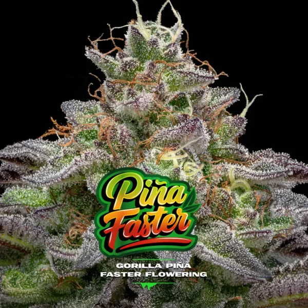 Gorilla Piña Faster x4 - BSF - Imagen 4