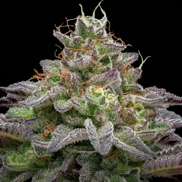 Gorilla Piña Faster x4 - BSF - Imagen 3