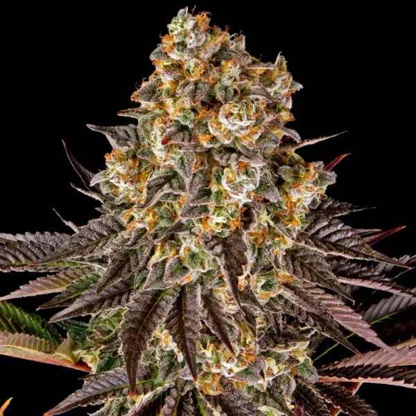 Gelato #45 x3