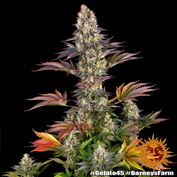 Gelato #45 x3 - Imagen 2