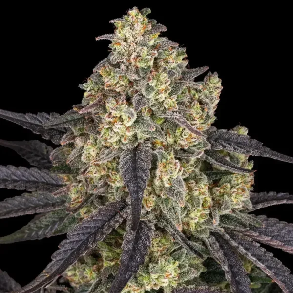 Kush Mintz x3