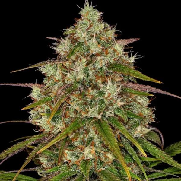 Liberty Haze x3
