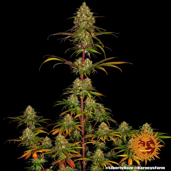 Liberty Haze x3 - Imagen 2