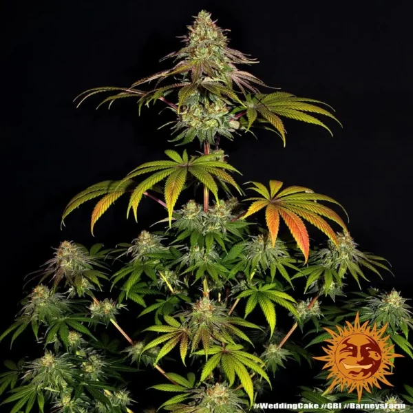 Wedding Cake x3 - Imagen 2