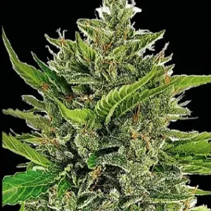 DADDY OG Auto x5 - SILVER RIVER