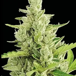 CLERIKUSH AUTO x5 - RIVER SEEDS