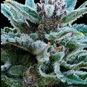 MIMOZART AUTO x5 - SILVER RIVER