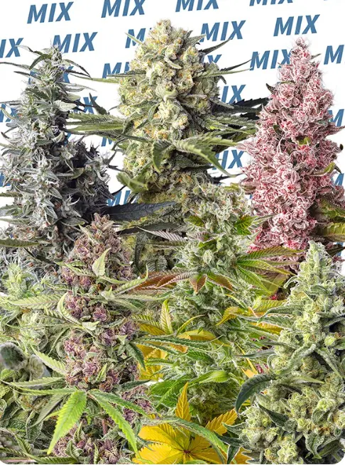SWEET MIX FOTODEPENDIENTES x10 - Imagen 2