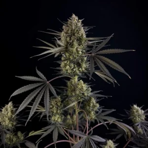POUND CAKE AUTO X5