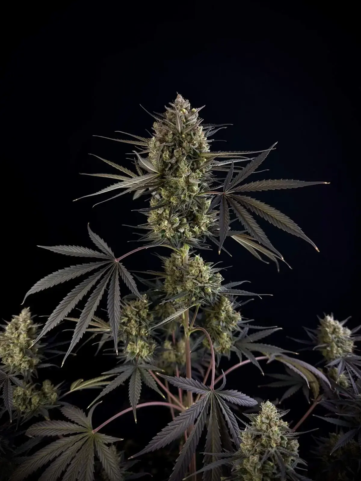 POUND CAKE AUTO X5