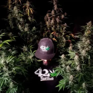 MIX PACK AUTO - FAST BUDS