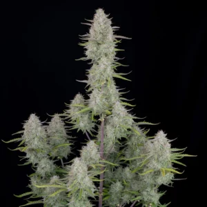 WEDDING CHEESECAKE AUTO X5