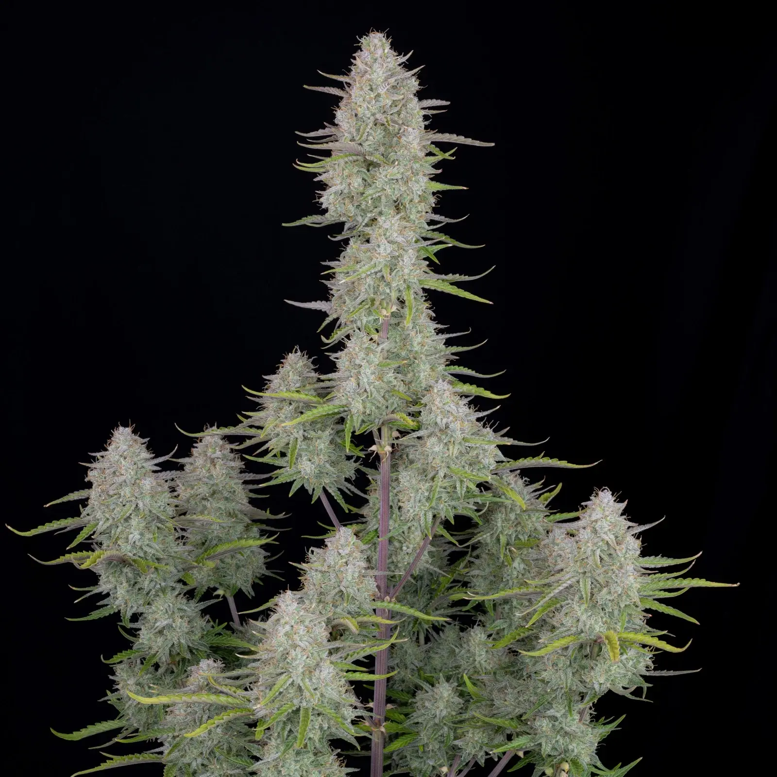 WEDDING CHEESECAKE AUTO X5