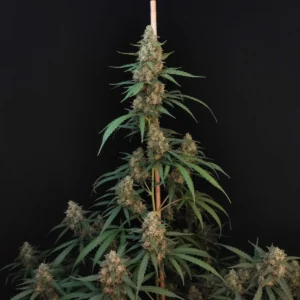 ORIGINAL CHEESE AUTO x5