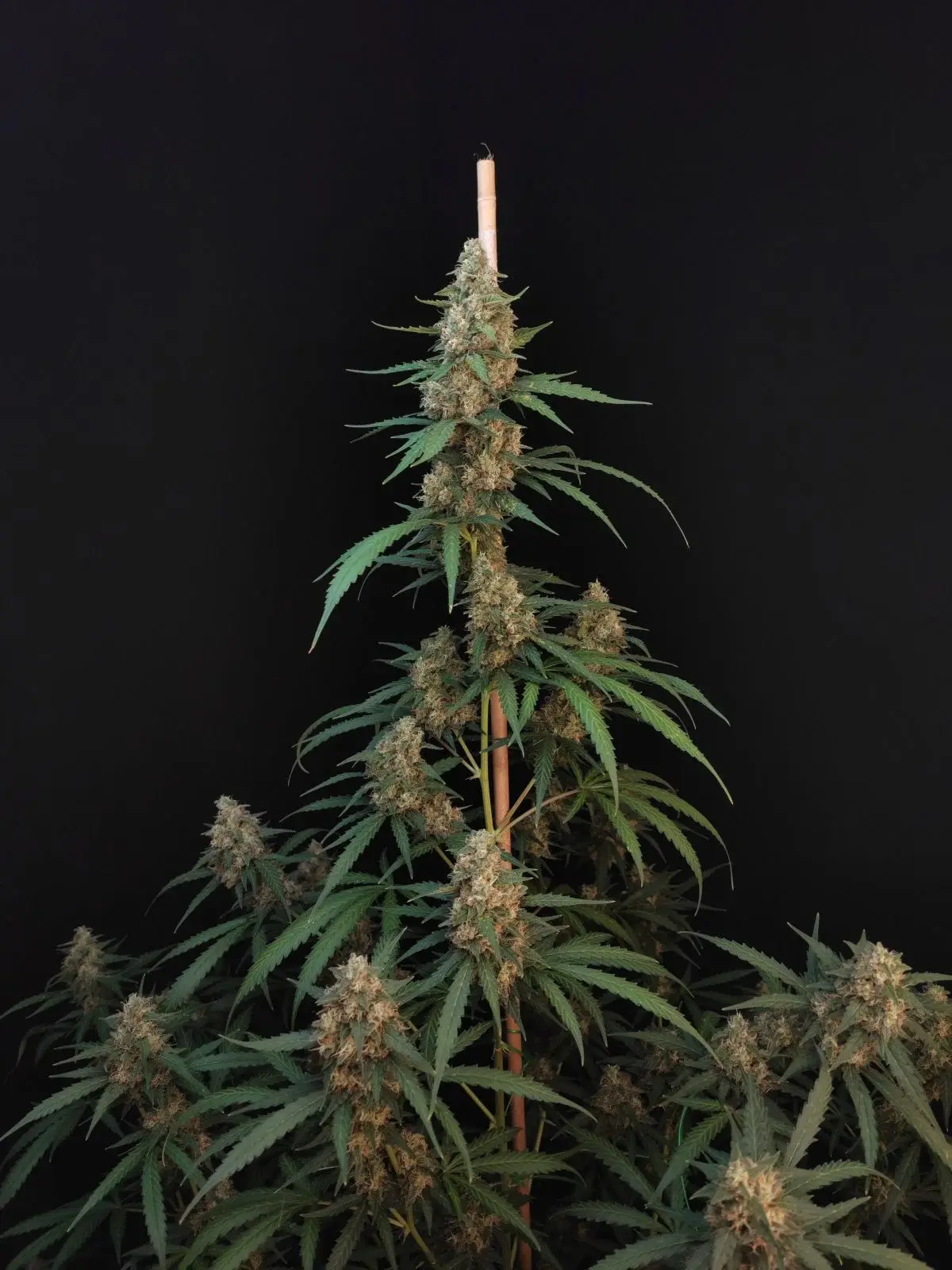 ORIGINAL CHEESE AUTO x5