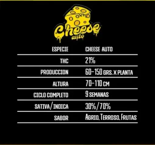 ORIGINAL CHEESE AUTO x5 - Imagen 2
