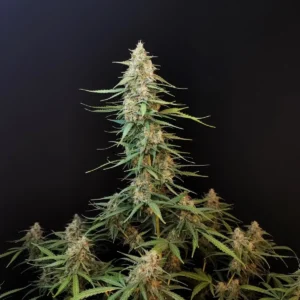 ORIGINAL SOUR DIESEL AUTO x5