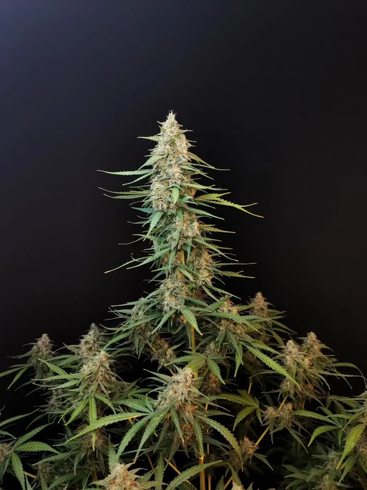 ORIGINAL SOUR DIESEL AUTO x5