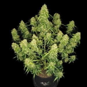 SOUR JEALOUSY AUTO X5