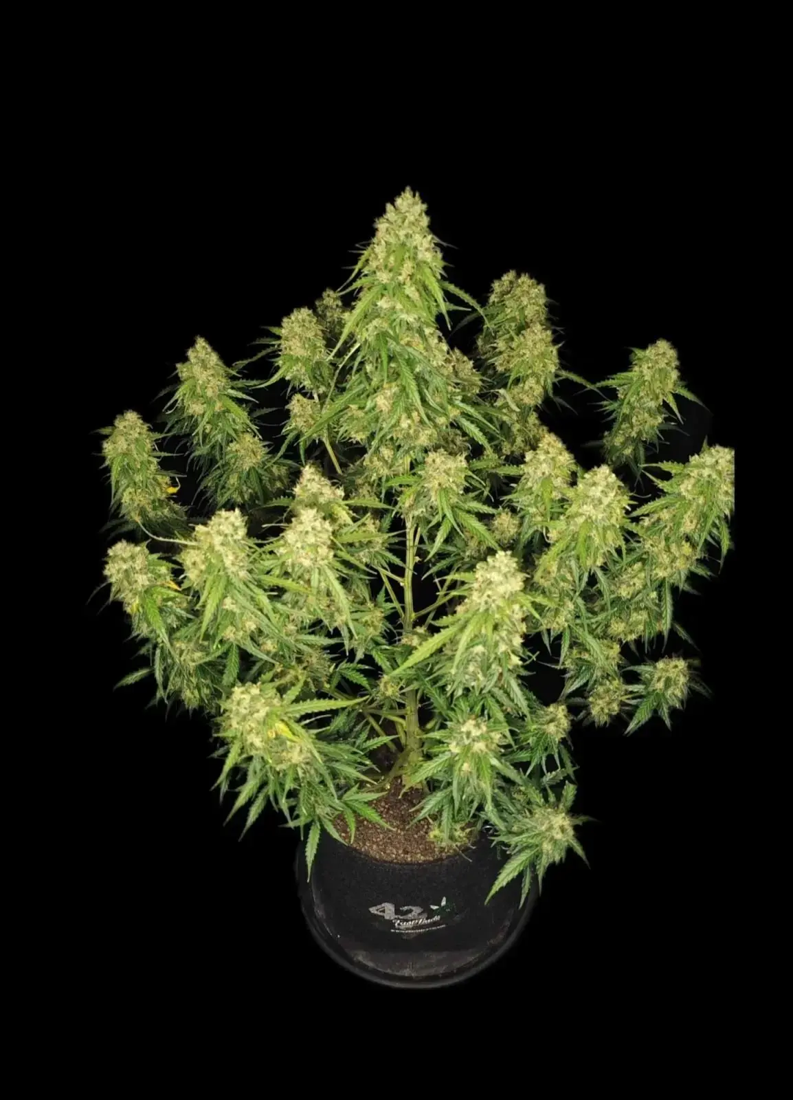 SOUR JEALOUSY AUTO X5