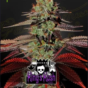 King Kush Auto x6 - Green House
