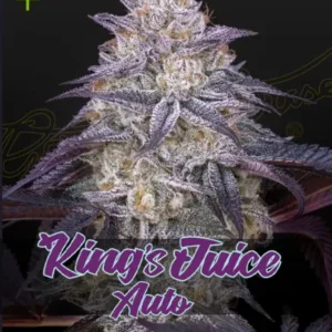 King´s Juices Auto x6 - Green Seeds