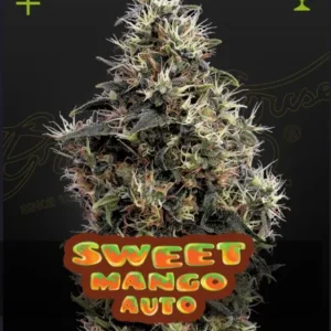 Sweet Mango Auto x6 - Green House