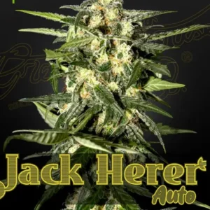 Jack Herer (GH) Auto x6 - Green House