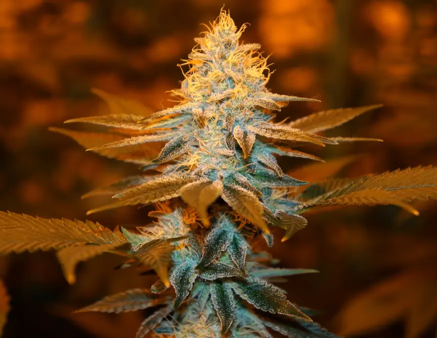 Strawberry Glue – fem - T.H. Seeds - Imagen 2
