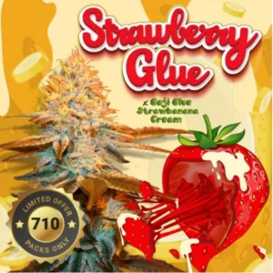 Strawberry Glue – fem - T.H. Seeds