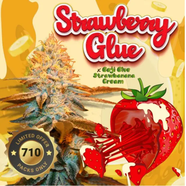 Strawberry Glue – fem - T.H. Seeds