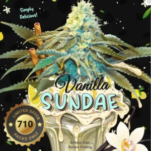 Vanilla Sundae – fem - T.H. Seeds