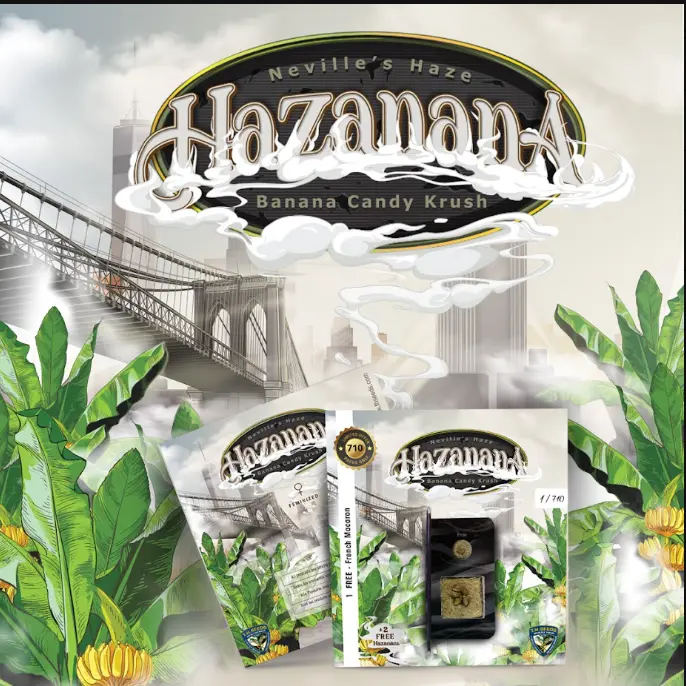 Hazanana – fem - T.H. Seeds