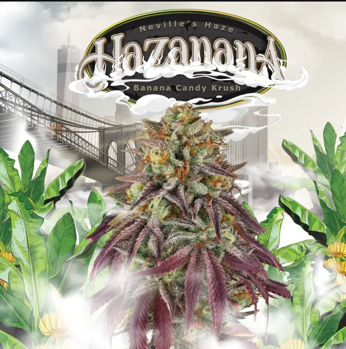 Hazanana – fem - T.H. Seeds - Imagen 2