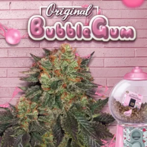Bubblegum -  fem – T.H. Seeds