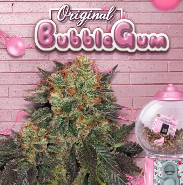 Bubblegum - fem – T.H. Seeds