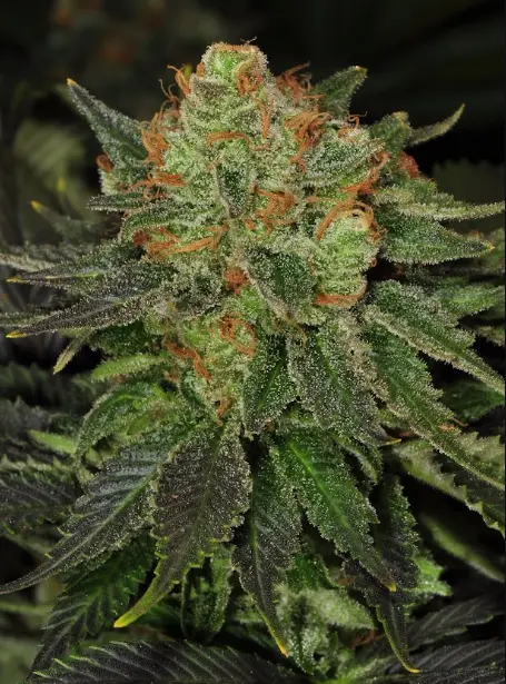 Bubblegum - fem – T.H. Seeds - Imagen 2