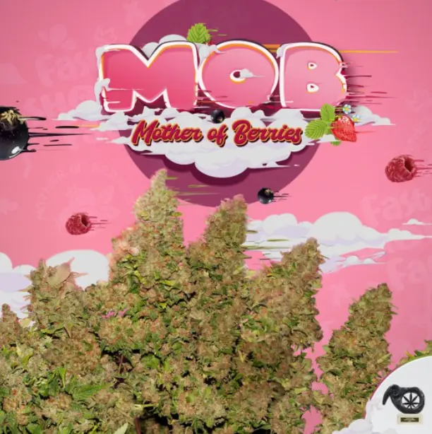 MOB® – fem – T.H. Seeds