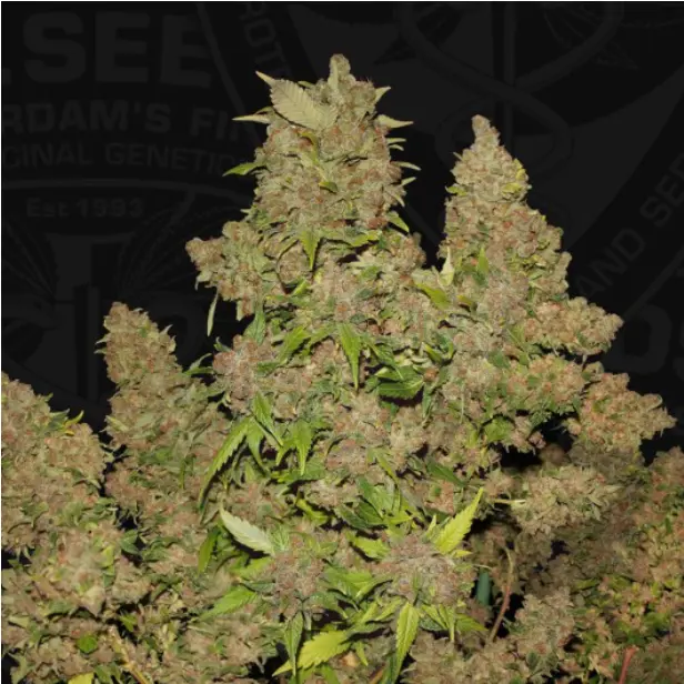 MOB® – fem – T.H. Seeds - Imagen 2