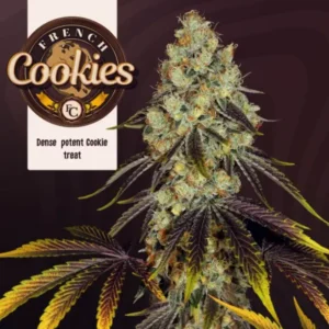 French Cookies – fem T.H. Seeds