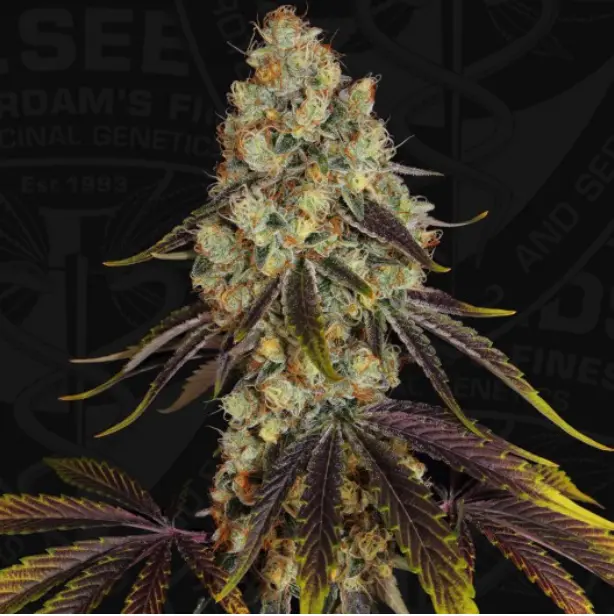 French Cookies – fem T.H. Seeds - Imagen 2