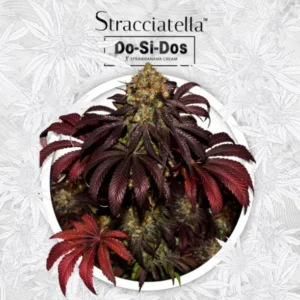 Stracciatella Do-Si-Dos X SBC – fem 6+1 Special Pack