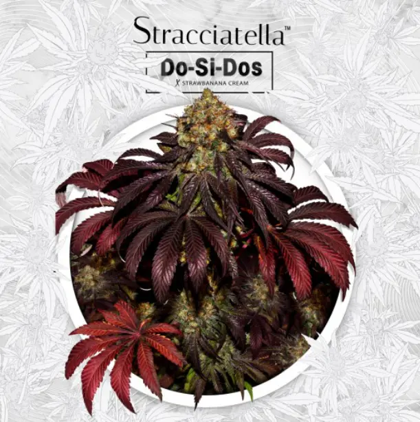Stracciatella Do-Si-Dos X SBC – fem 6+1 Special Pack